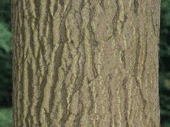 tree identification | tree barks