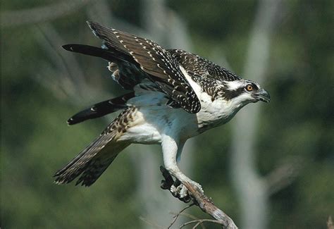 Bird Watching: Osprey Migration, 1 by linthicum