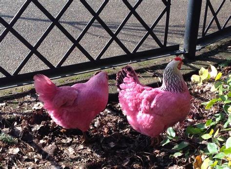 Pink chickens in Portland