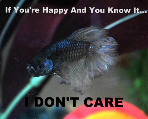 If You're Happy and You Know it...I Don't Care! #bettafish #betta #funnybetta #funnyfish # ...