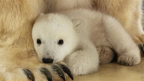 Baby polar bear explores new home at German zoo: Video | Miami Herald