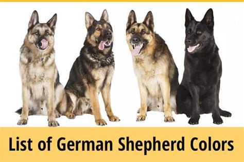 German Shepherd Puppy Colors