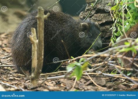 Cuban Hutia Sitting In A Mangrove Trees Royalty-Free Stock Image | CartoonDealer.com #19433188