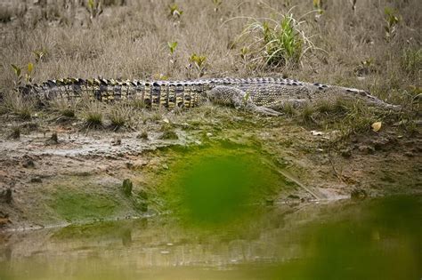 Crocodiles in Australia face cull threat after attack at popular ...