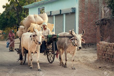 Indian Bullock Cart Or Ox Cart Run By Man In Village Stock Photo ...