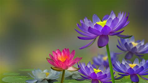 Purple Water Lily Wallpapers - Wallpaper Cave