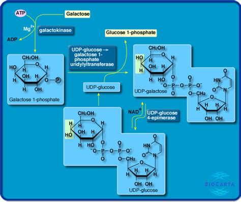 World of Biochemistry (blog about biochemistry): Metabolic map on the ...