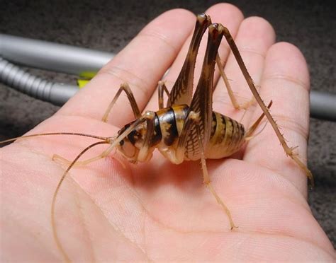 Giant Slender-Legged Cave Cricket - Roach Crossing