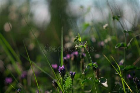 Plants and Flowers in a Forest Glade Stock Photo - Image of light ...