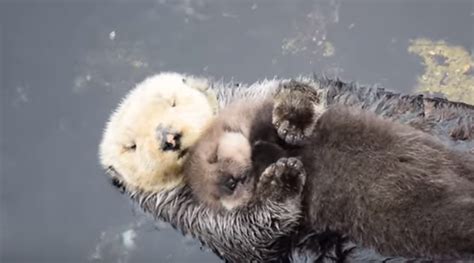 1 Day Old Sea Otter Cuddling With Mama Otter- Cuteness OVERLOAD! - Blogs - WTAQ News Talk 97.5FM ...