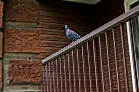 What Sound Does a Pigeon Make? – Pigeonpedia