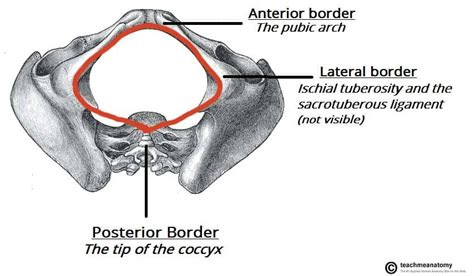 The Pelvic Girdle - Structure - Function - Assessment - TeachMeAnatomy