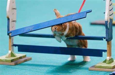 Dooh: Poor bunny smacks head on obstacle at the ever popular Stuttgart ...