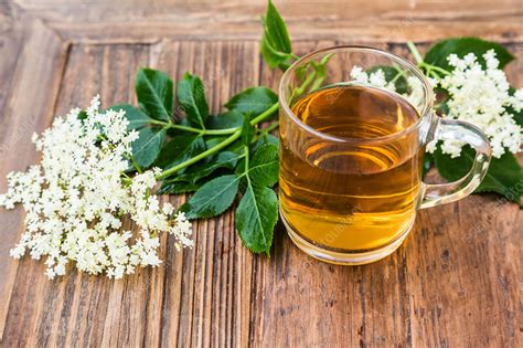 Elderflower tea - Stock Image - C035/1040 - Science Photo Library