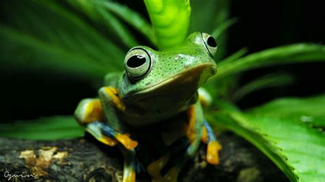 Wallace's flying frog Nature Aquarium, Amphibians, Wallace, Frogs, Drake, Flying, Channel, Pets ...