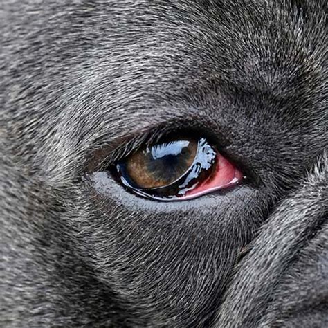 Glaucoma in Dogs: The Pet Owner’s Guide on Prevention and Treatment