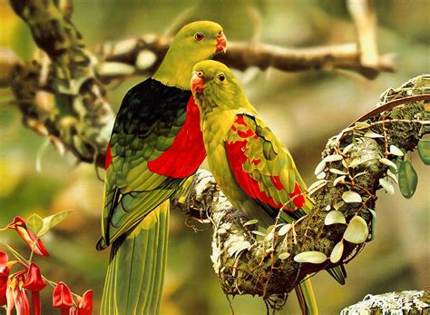 Activating Thoughts: Beautiful Parrots Wallpapers