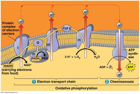 Biology 141 Electron Transport Chain in Cellular Respiration Diagram ...