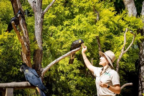 Currumbin Wildlife Sanctuary Ticket, Gold Coast - Civitatis.com