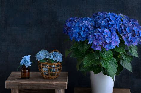 hydrangea BLUE on Behance