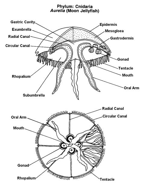 Jellyfish Dissection Lab - Lucca Psaila