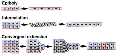 Gastrulation: More Movements