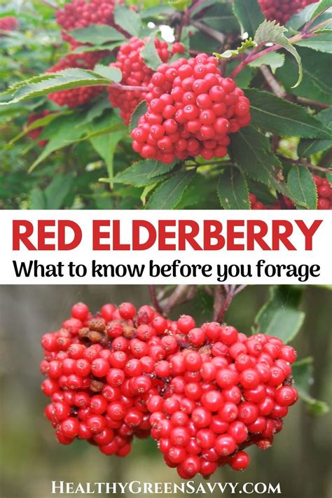 Wondering whether those pretty red elderberries are safe to eat? Here's what you need to know ...