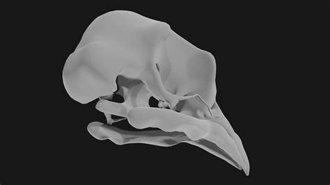 Pigeon skull 3D model | CGTrader