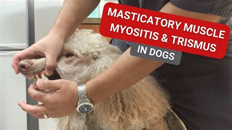 What Causes Masticatory Muscle Myositis In Dogs