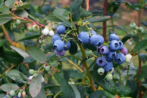 Growing blueberries | PlantNet® Australia