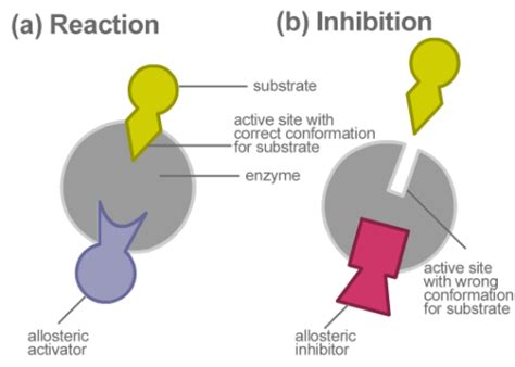 What is the Difference Between Allosteric and Non-allosteric Enzymes ...