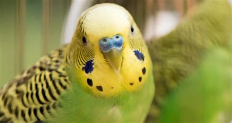 The 13 Best Pet Birds: Parakeets, Cockatiels and More | BeChewy