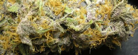 Purple Urkle Seeds | 2022 Buyer's Guide - CNBS