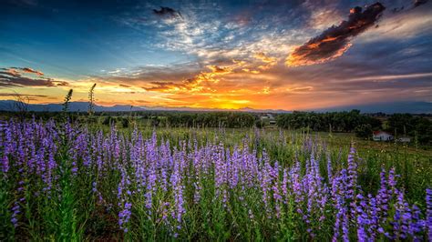 Louisville, Kentucky, wildflowers, field, trees, colors, landscape, sky ...