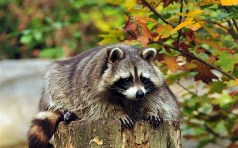 Raccoon Full HD Wallpaper and Background Image | 2560x1600 | ID:556336