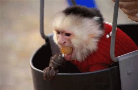 31 Reasons Why Monkeys Are The Best Animals On Earth | Monkey pictures ...