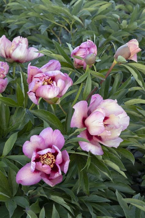 Takara™ (Treasure) Itoh Peony, Paeonia x 'Smith Opus 2' PP #22,374