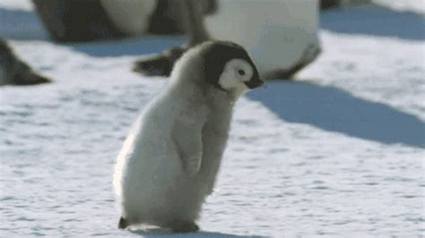 baby penguin - Google Search | Baby penguins, Penguins