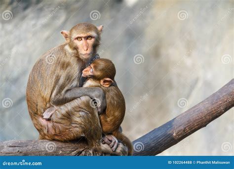 Mother Monkey With Baby Monkey Royalty-Free Stock Photography ...