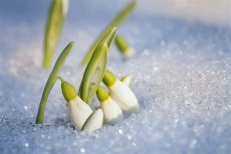 The Folklore and Symbolism of Snowdrops – A to Z Flowers