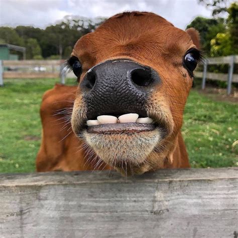 Cows lover🐮💕 on Instagram: “DID YOU KNOW, cows only have bottom teeth ...