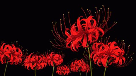 Red GIF - Red - Discover & Share GIFs | Dibujo estético, Flores oscuras, Gif de paisajes