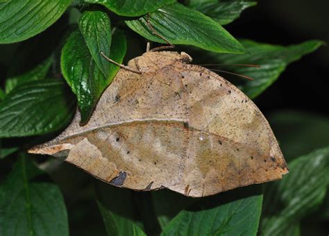 The Dead Leaf Butterfly: Creatures of Camouflage | OddFeed