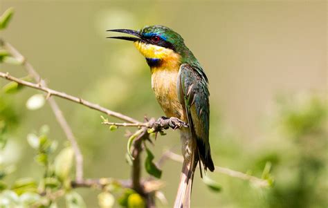 Bee-eater | San Diego Zoo Animals & Plants