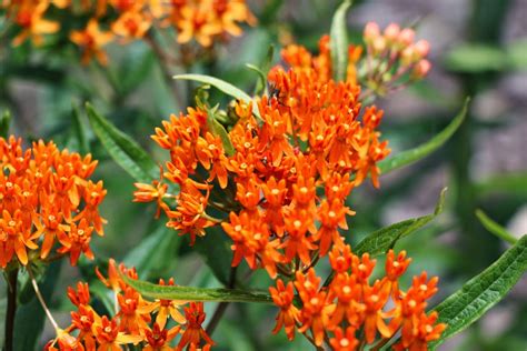 Swamp Milkweed and Butterfly Milkweed - Kerr Center