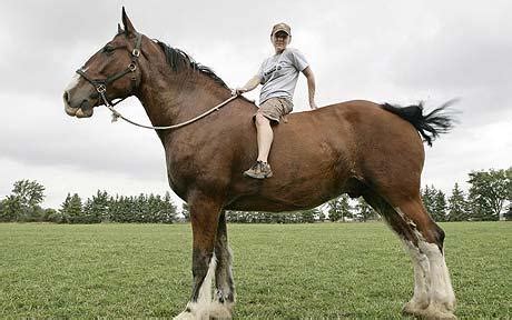 7 Supersized Horses | HORSE NATION