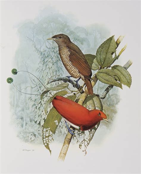 King Bird of Paradise - The Australian Museum