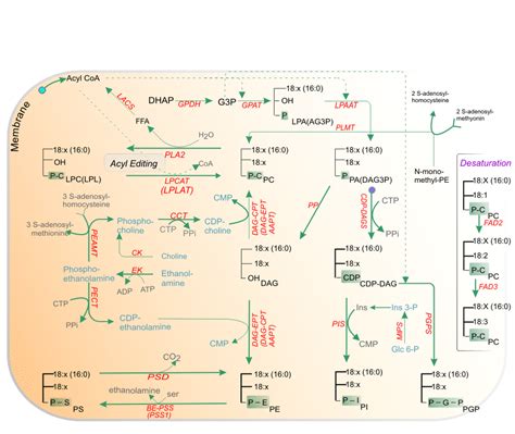 Synthesis Of Phospholipids