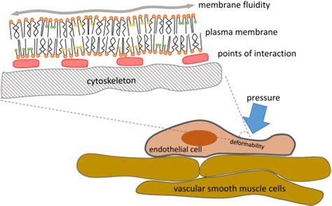 Interplay between Endothelial Cell Cytoskeletal Rigidity and Plasma Membrane Fluidity ...