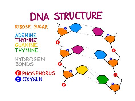 Color coded molecular structure of the DNA molecule | Molecule diagram, Dna molecule, Molecules